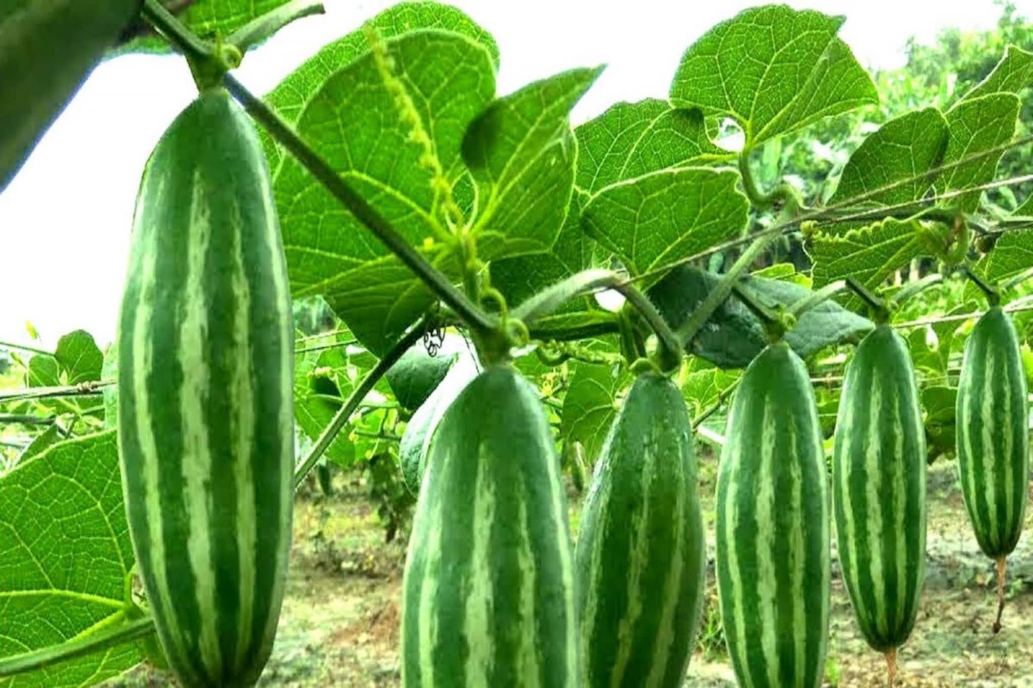 কেন পটল তোলা মানেই মারা যাওয়া? মৃত্যুর সঙ্গে কী সম্পর্ক এই নিরীহ সবজির?