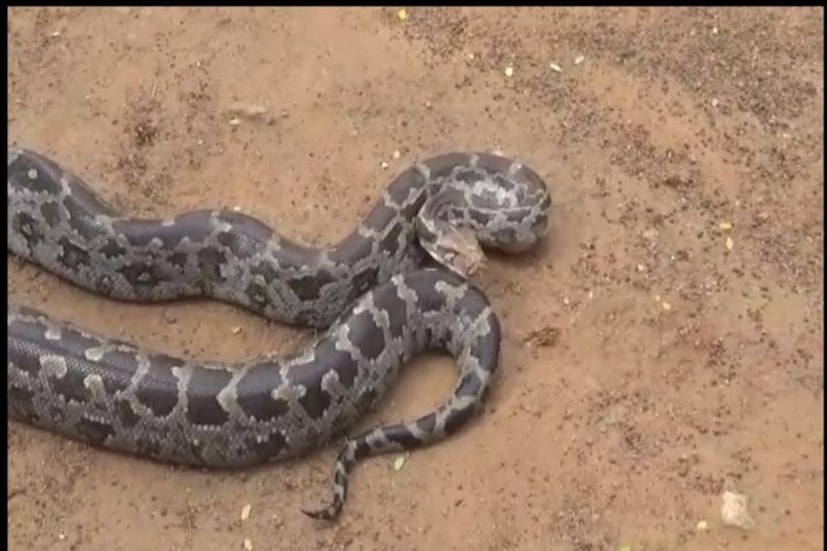 বাগান থেকে উদ্ধার বিশালাকার অজগর। সাপ চোখ কপালে গোটা এলাকার। রবিবার ঘটনাটি ঘটে গোপীবল্লভপুর ২ নং ব্লকের অন্তর্গত বেলিয়াবেড়া থানার কুঠিঘাট এলাকায়। স্থানীয় বাসিন্দা দীপক নায়েকের বাগান থেকে উদ্ধার করা হয় বিশাল আকৃতির অজগর সাপটিকে। প্রতিবেদন ও ছবি : রাজু সিং
