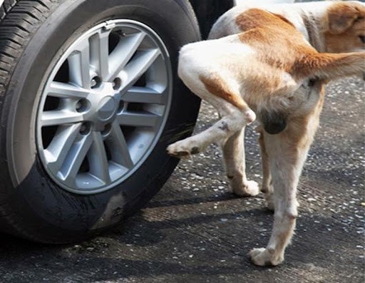 why do dogs run after cars