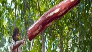 wood Recovered by forest department in Alipurduar- Photo-Pushpa/ Videograb 