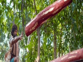 wood Recovered by forest department in Alipurduar- Photo-Pushpa/ Videograb 