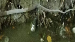 ড্রেনে কচ্ছপ ড্রেনে কচ্ছপ