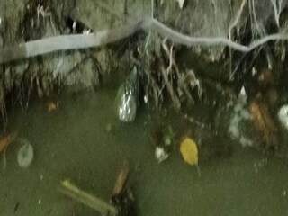 ড্রেনে কচ্ছপ