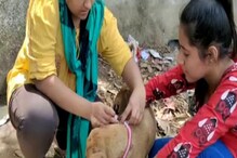 ওরাও বাঁচুক, পথকুকুরদের জন্য দারুণ উদ্যোগ বীরভূমে! সাধুবাদ দিচ্ছেন সকলে ওরাও বাঁচুক, পথকুকুরদের জন্য দারুণ উদ্যোগ বীরভূমে! সাধুবাদ দিচ্ছেন সকলে