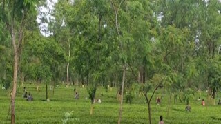 সাম্প্রতিক অতীতে ওই এলাকায় চিতার উপদ্রব দেখা যায়নি। তবে শিলিগুড়ির তরাইয়ের চা বাগান সংলগ্ন এলাকায় চিতার আনাগোনা রয়েছে। মূলত রসদের সন্ধানেই লোকালয়ে ঢুকে পড়ে চিতা। গত শনিবার বাগডোগরার কাছে গাড়ির ধাক্কায় একটি চিতাবাঘের মৃত্যুও হয়।