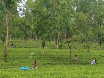 সাম্প্রতিক অতীতে ওই এলাকায় চিতার উপদ্রব দেখা যায়নি। তবে শিলিগুড়ির তরাইয়ের চা বাগান সংলগ্ন এলাকায় চিতার আনাগোনা রয়েছে। মূলত রসদের সন্ধানেই লোকালয়ে ঢুকে পড়ে চিতা। গত শনিবার বাগডোগরার কাছে গাড়ির ধাক্কায় একটি চিতাবাঘের মৃত্যুও হয়।