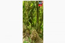 চা বাগান থেকে নিজেই সন্তানদের জঙ্গলে ফেরালেন মা চিতা, সাহায্য বনদফতরের চা বাগান থেকে নিজেই সন্তানদের জঙ্গলে ফেরালেন মা চিতা, সাহায্য বনদফতরের