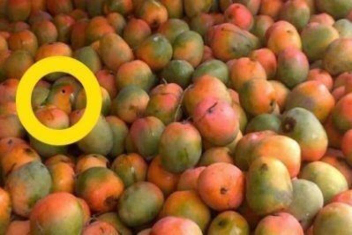 খুঁজে নিন টিয়াকে...
