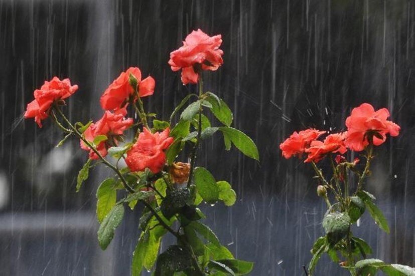 ১৯ জুন রবিবার। কোচবিহার এবং আলিপুরদুয়ারে অতি ভারী বৃষ্টি অর্থাৎ ৭০ থেকে ২০০ মিলিমিটার পর্যন্ত বৃষ্টিপাতের আশঙ্কা। ভারী বৃষ্টি হতে পারে দার্জিলিং এবং ও জলপাইগুড়ি জেলাতে।