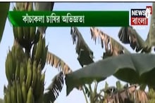 কাঁচকলা কখন চাষ করা উচিত? কীভাবে বাণিজ্যিকভাবে লাভবান হবেন?