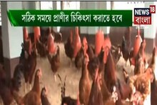 Annadata: মুরগি পালনে ঋতুভিত্তিক পরিচর্যার জন্য পোলট্রি-খামারের যত্ন কীভাবে করবে