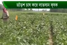 জমিকে আগাছামুক্ত করে ঢ্যাঁড়শ চাষ করার পদ্ধতি জেনে নিতে দেখুন অন্নদাতা