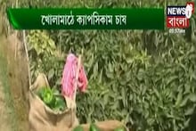 গ্রীনহাউজ ছাড়া খোলা মাঠে উন্নত গুণমানের রঙিন ক্যাপসিকাম চাষ করার কৌশল