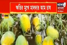 Exclusive| মালদহের আম চাষ বড়সড় ক্ষতির মুখে, রসনাতৃপ্তি কি তবে অধরাই?
