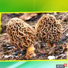 এটাই প্রধানমন্ত্রী মোদির প্রিয় সবজি! দাম শুনলে চোখ কপালে উঠবে