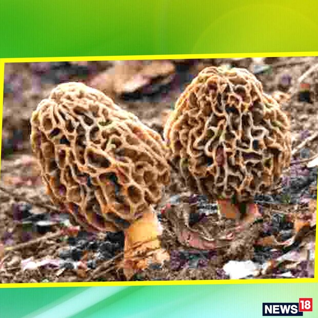গুচ্ছি। অনেকেই হয়তো নামটা শোনেননি। এই গুচ্ছি দিয়ে তৈরি যে কোনও সবজি ভারতের প্রধানমন্ত্রী নরেন্দ্র মোদির খুব প্রিয়।
