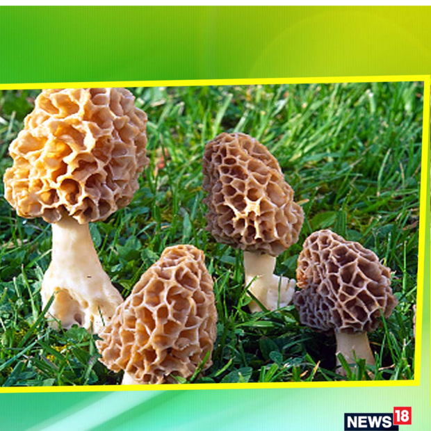 গুচ্ছিকে অনেকে পাহাড়ি মাশরুম বলেন। তবে এই মাশরুম ফলানো যায় না। প্রকৃতির বুকে এই মাশরুম হয় নিজে থেকেই। পুষ্টিগুণে ঠাঁসা এই মাশরুমের কথা লেখা আছে প্রাচীন অনেক আয়ুর্বেদ সংক্রান্ত বইতে।