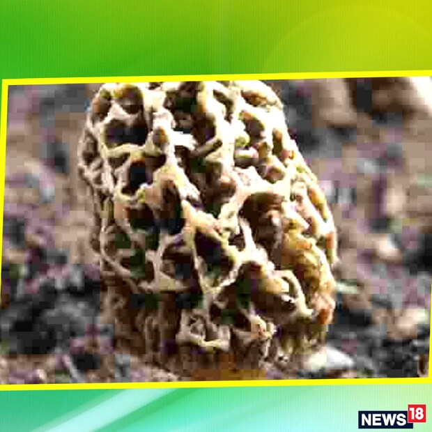 হিমাচল প্রদেশ, উত্তরাখণ্ড, কাশ্মীরের কিছু দুর্গম পার্বত্য এলাকায় এই মাশরুম জন্মায়। ফুল ও বীজে ভরা এই সবজি শুকিয়ে রান্না করা হয়। ফেব্রুয়ারি থেকে এপ্রিল মাসের মধ্যে এই মাশরুম পাওয়া যায়। সাইনাসের সমস্যা রয়েছে যাঁদের, তাঁরা এই মাশরুম খেলে খুব তাড়াতাড়ি সুফল পাবেন।