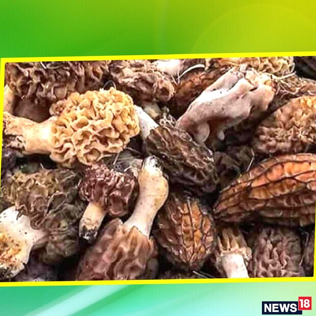 এই মাশরুম এক কিলো কিনতে খরচ করতে হবে ৩৫ থেকে ৪০ হাজার টাকা। পাঁচতারা হোটেলে এই মাশরুমের সবজি বিক্রি হয় ২০০০ টাকা প্রতি প্লেট। এই মাশরুমের কাবাব বিক্রি হয় ১৫০০ টাকা করে।