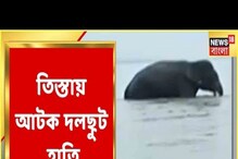 তিস্তা নদীতে উদ্ধার দলছুট হাতি, দেখুন ভাইরাল ভিডিও তিস্তা নদীতে উদ্ধার দলছুট হাতি, দেখুন ভাইরাল ভিডিও