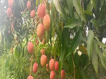 Bangla News