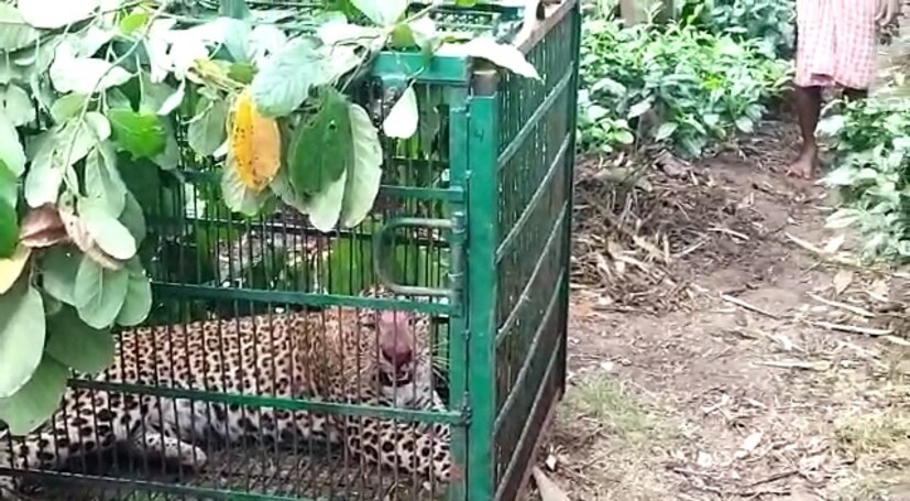১২ ঘণ্টার মধ্যেই মুশকিল আসান! রসদের সন্ধানে খাঁচাবন্দী চিতা। আজ ভোরে ঘুম ভাঙতেই স্থানীয়রা দেখতে পায় খাঁচায় দাপাচ্ছে চিতাটি। মূহূর্তে খবর ছড়িয়ে পড়তেই ভিড় জমান গ্রামবাসীরা। চলে দেদার মোবাইলে ছবি তোলা। যেন স্বস্তির নিঃশ্বাস ফেলল গোটা এলাকা। বন কর্মীরা পৌঁছে উদ্ধার করে চিতাটিকে। সেখান থেকে চিতাটিকে আনা হবে শিলিগুড়ির বেঙ্গল সাফারি পার্কে বলে বন দফতর সূত্রে জানা গিয়েছে। সাফারি পার্কে প্রাথমিক চিকিৎসাও চলবে। তারপর রাখা হবে লেপার্ড এনক্লোজারে।
