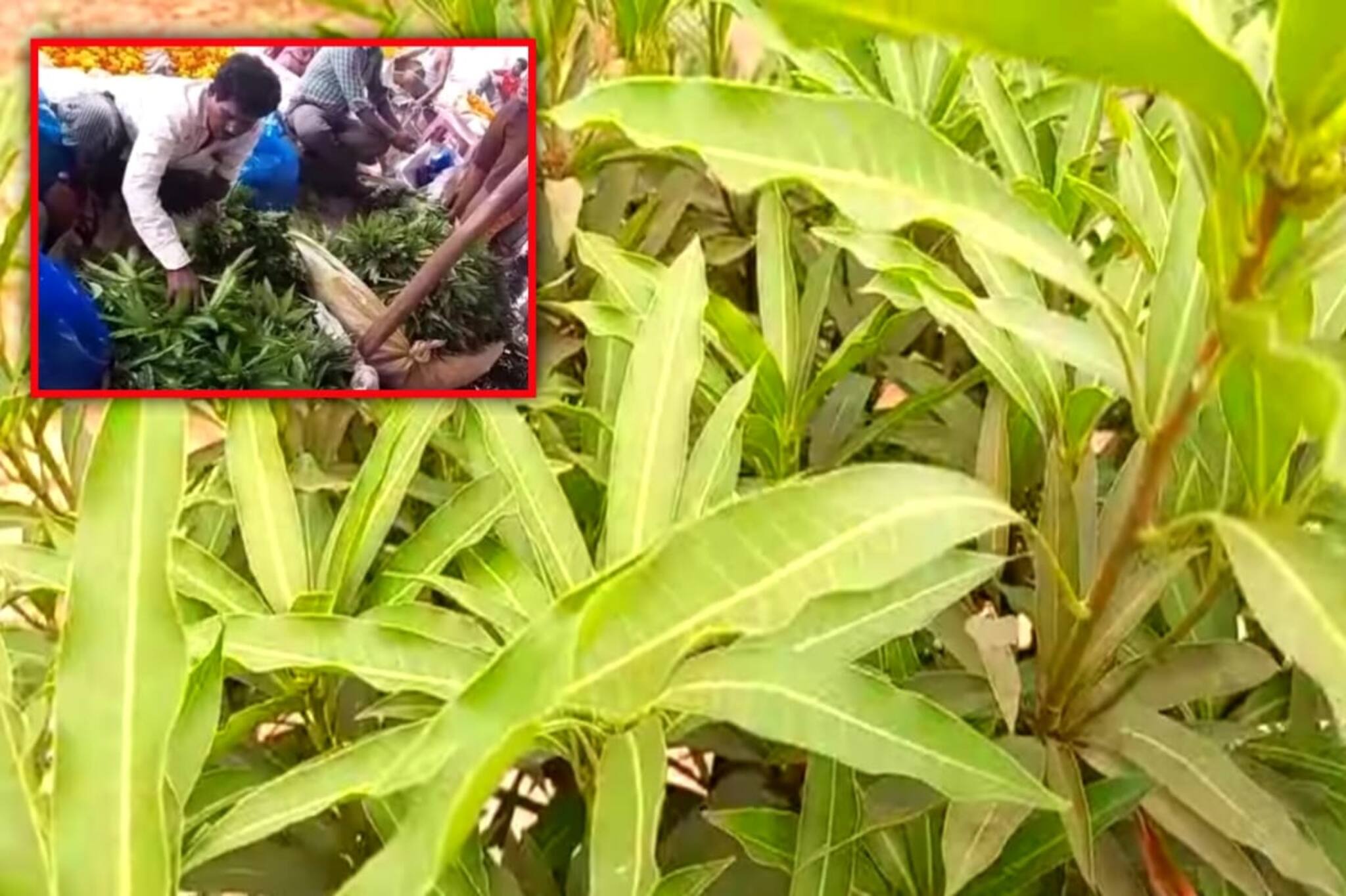 North 24 Parganas: আম নয়, শুধু পাতা বিক্রি করেই লাখপতি কৃষক