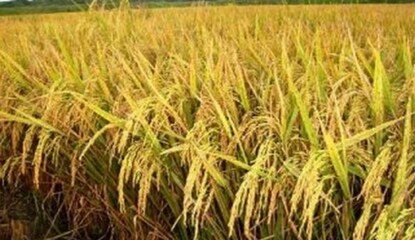 বোরো ধান, ফাইল চিত্র বোরো ধান, ফাইল চিত্র