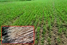 পাটের ফলন বাড়াতে কৃষকদের নিয়ে কর্মশালা হাবরায় পাটের ফলন বাড়াতে কৃষকদের নিয়ে কর্মশালা হাবরায়