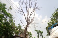 অশনি আতঙ্ক! প্রশাসনের কাছে বিপদজনক গাছ কাটার আবেদন স্থানীয় মানুষের