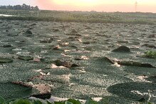 বাংলায় চাহিদা নেই, ভিন রাজ্যে পাড়ি জমাচ্ছে মাখনা বাংলায় চাহিদা নেই, ভিন রাজ্যে পাড়ি জমাচ্ছে মাখনা