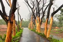 অজানা কারনে মরে যাচ্ছে রাস্তার পাশের গাছ, দুর্ঘটনার আশঙ্কা অজানা কারনে মরে যাচ্ছে রাস্তার পাশের গাছ, দুর্ঘটনার আশঙ্কা