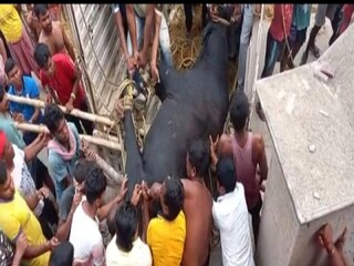 Purba Bardhaman News: Wired big ox captured after huge effort 