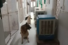 এয়ার কুলারের নিচে ডগ স্কোয়াডের সদস্যরা