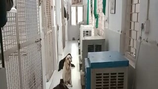 Paschim Bardhaman: dog squad is being kept under air cooler
