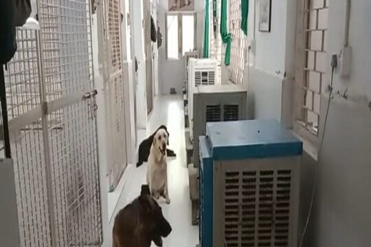 Paschim Bardhaman: dog squad is being kept under air cooler