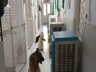 Paschim Bardhaman: dog squad is being kept under air cooler
