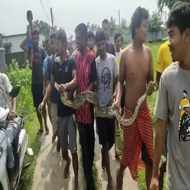 সাম্প্রতিক কালে ৬ বার লোকালয়ে দেখা যায় অজগরটিকে বলে জানান স্থানীয় বাসিন্দা সুশান্ত রায়। মূহূর্তে চাঞ্চল্য ছড়িয়ে পড়ে এলাকায়। ভিড় জমায় কৌতুহলী জনতা। জালের নেট ফেলে বন্দি করা হয় সাপটিকে। তখন স্থানীয়রা ব্যস্ত হয়ে পড়েন মোবাইল ফোনে ছবি বন্দি করতে। বেশ বড়সড় আকারের। 