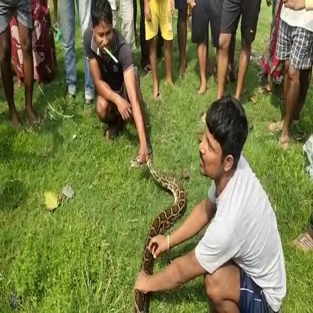 পাশেই রয়েছে সাহু নদী। সঙ্গে লাগোয়া বৈকুণ্ঠপুর জঙ্গল। সম্ভবত জঙ্গল থেকেই অজগরটি লোকালয়ে ঢুকে পড়ে বলে প্রাথমিকভাবে অনুমান বন কর্মীদের। রবিবার ফের নজরে আসতেই খবর দেওয়া হয় বন দফতরকে। দ্রুত ঘটনাস্থলে বৈকুণ্ঠপুর দফতরের বন কর্মীরা পৌঁছয়। কয়েক ঘণ্টার চেষ্টার পর উদ্ধার করা হয় অজগরটিকে।
