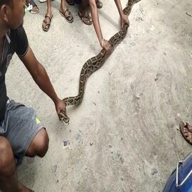 বাপ রে বাপ! ৯ ফুট লম্বা অজগর বাড়ির সামনে, শিলিগুড়িতে হুলস্থুল, দেখুন ছবি