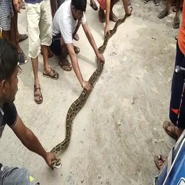 কেন লোকালয়ে অজগর? উদ্ধারকারী এক বনকর্মী জানান, মূলত রসদের সন্ধানেই জঙ্গল ছেড়ে বেড়িয়ে আসে অজগরটি। এর আগেও ভোলানাথ পাড়ার অদূরে একটি চা বাগান থেকে বিশালাকার অজগর উদ্ধার করা হয়। বৈকুণ্ঠপুর জঙ্গল এই প্রজাতির সাপের আনাগোনা রয়েছে। কখোনো জঙ্গল ছেড়ে নদীতেও দেখা যায়। এবারেও খাবারের খোঁজে জনবসতি এলাকায় ঢুকে পড়ে অজগরটি। 