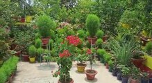 বাহারি গাছের ছাদ বাগান বানিয়ে চমক মালদহের প্রকৃতিপ্রেমী সেন্টু খানের বাহারি গাছের ছাদ বাগান বানিয়ে চমক মালদহের প্রকৃতিপ্রেমী সেন্টু খানের