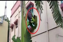 এমন অদ্ভূত কলাগাছ দেখেছেন আপনি? ছবি রইল এমন অদ্ভূত কলাগাছ দেখেছেন আপনি? ছবি রইল