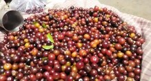 বাজারে হাজির নতুন বুনো ফল ঘিরে নতুন প্রজন্মের কৌতূহল তুঙ্গে বাজারে হাজির নতুন বুনো ফল ঘিরে নতুন প্রজন্মের কৌতূহল তুঙ্গে