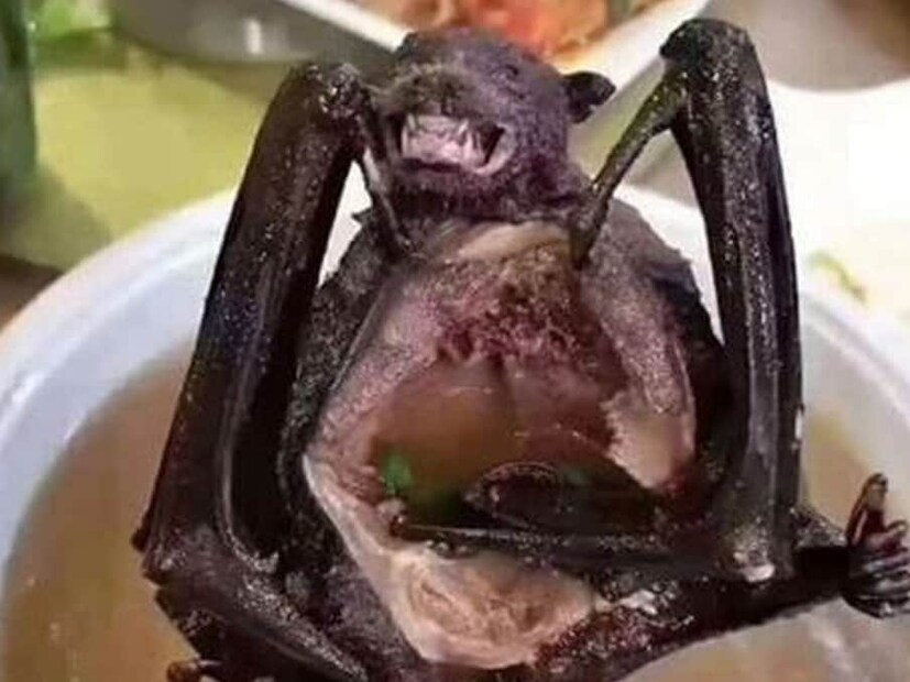 চিনে সাপ ও বাদুড়ের স্যুপ বেশ জনপ্রিয়। এটি পুষ্টিগুণ সমৃদ্ধ বলে মনে করে চিনারা।