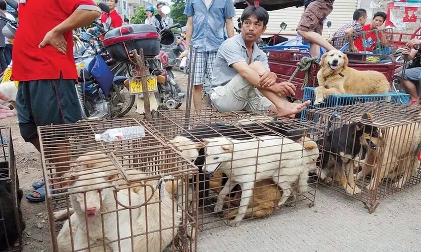 চিনের ইউলিনে ১০ দিন ধরে ডগ মিট ফেস্টিভাল হয়। চিনের বিভিন্ন প্রদেসে কুকুরের মাংসের চাহিদা তুঙ্গে থাকে।