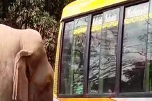 বাসের পিছনে তাকাতেই চিৎকার যাত্রীদের, দাঁড়িয়ে রয়েছে দাঁতাল! ভিডিও তুমুল ভাইরাল বাসের পিছনে তাকাতেই চিৎকার যাত্রীদের, দাঁড়িয়ে রয়েছে দাঁতাল! ভিডিও তুমুল ভাইরাল