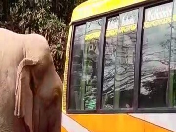 Viral Video