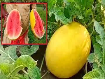 Bangla News