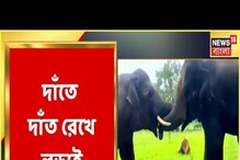 দাঁতে-দাঁত ঠেকিয়ে দুই দাঁতালের লড়াই, তুমুল ভাইরাল ভিডিও! দেখুন দাঁতে-দাঁত ঠেকিয়ে দুই দাঁতালের লড়াই, তুমুল ভাইরাল ভিডিও! দেখুন